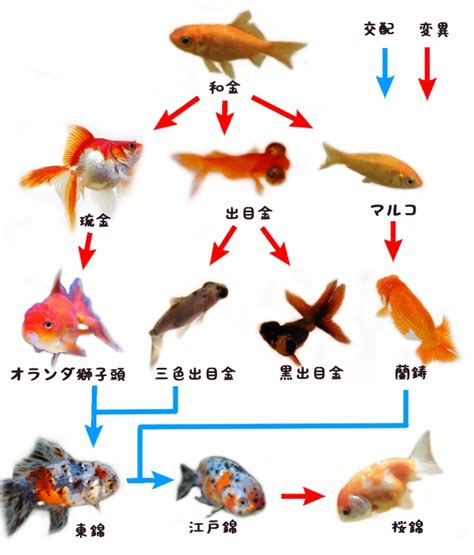 金魚種類 品種 破壞物品